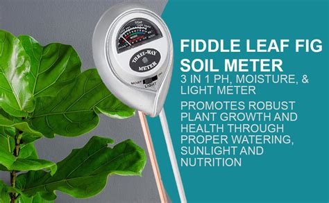 moisture meter fig|fiddle leaf fig soil meter.